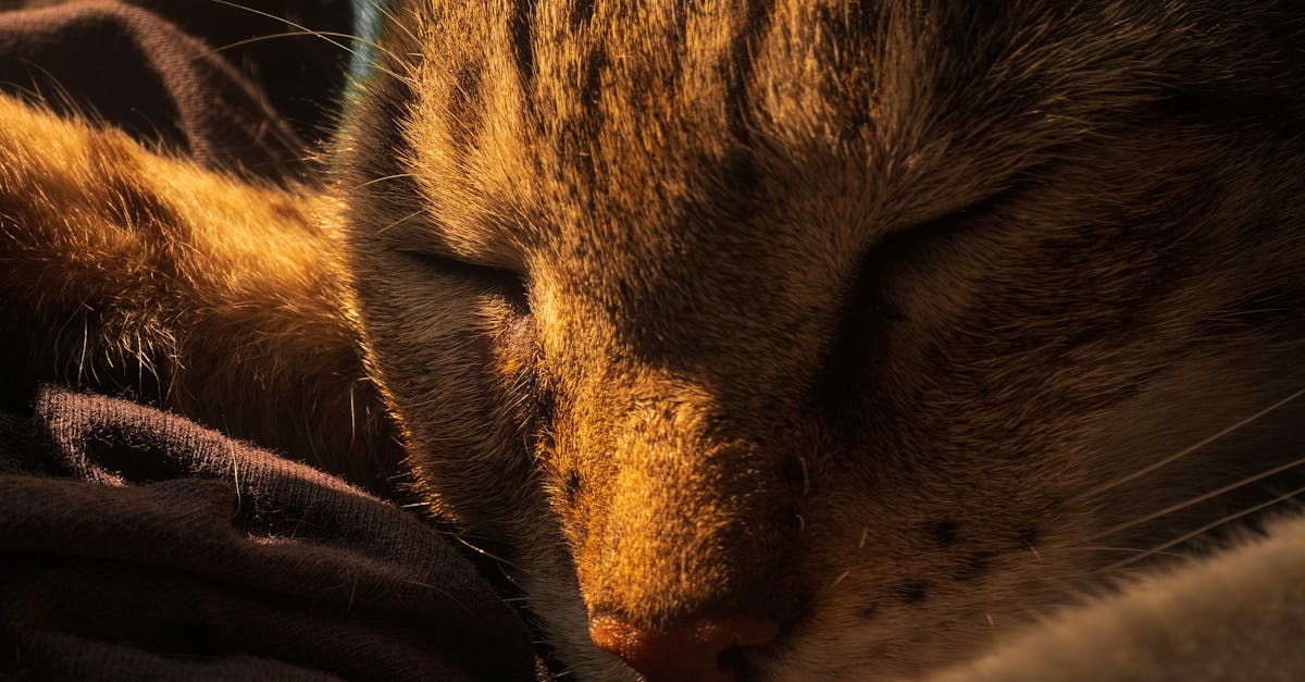 découvrez des techniques de sommeil efficaces pour améliorer la qualité de votre sommeil. des méthodes de relaxation aux routines du coucher, apprenez à passer des nuits reposantes et à vous réveiller rajeuni.