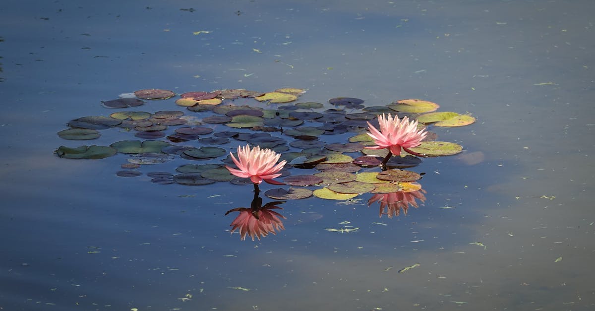 discover effective stress relief techniques to enhance your well-being and promote relaxation. explore simple strategies, mindfulness practices, and lifestyle changes to help you manage stress and find inner peace.