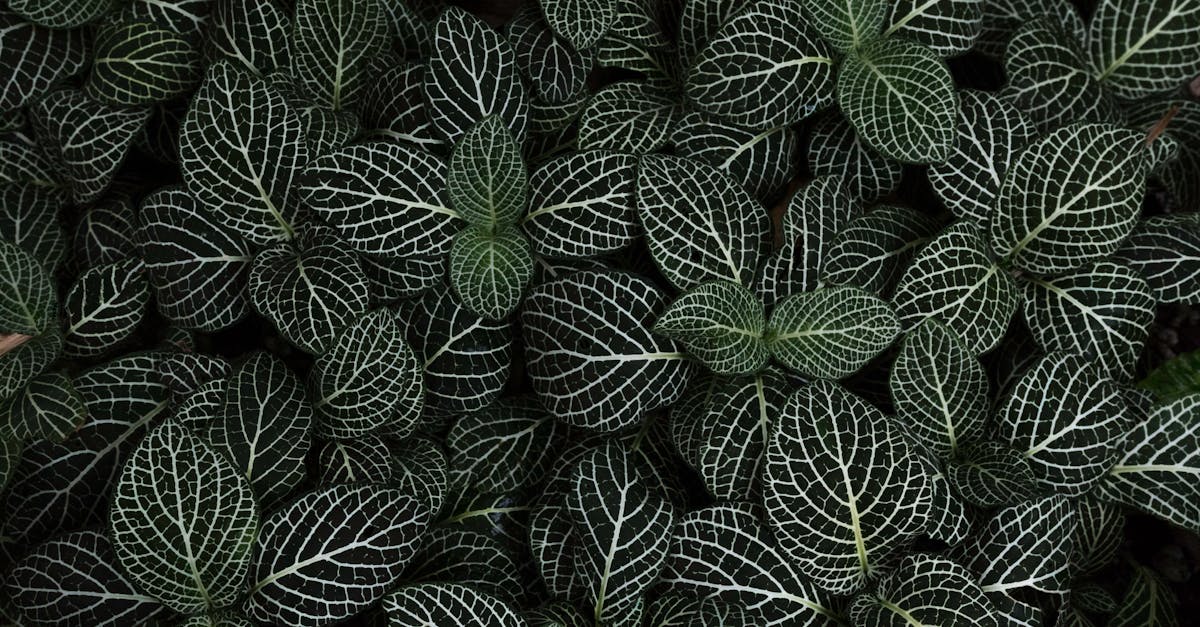 discover the causes, symptoms, and effective treatments for pinched nerves. learn how to alleviate pain and regain mobility with expert advice and natural remedies.