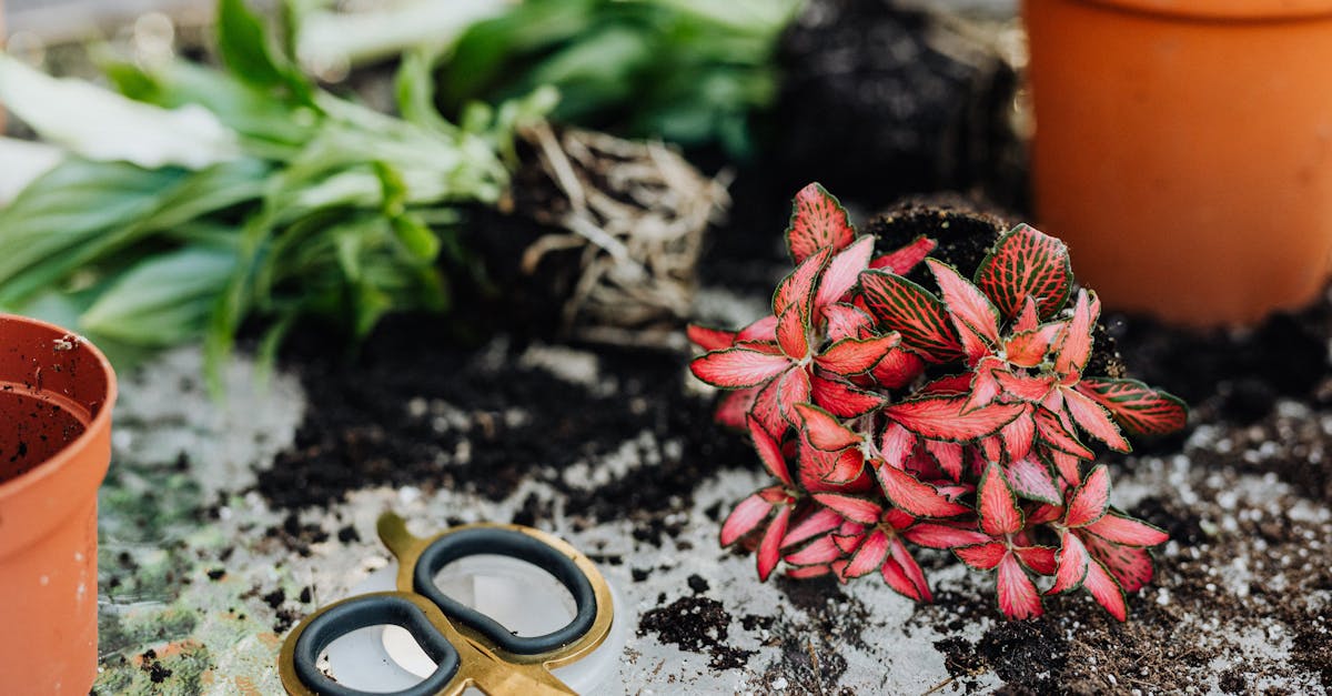learn about pinched nerves, their causes, symptoms, and effective treatment options. discover how to alleviate pain and regain mobility with expert advice and tips.