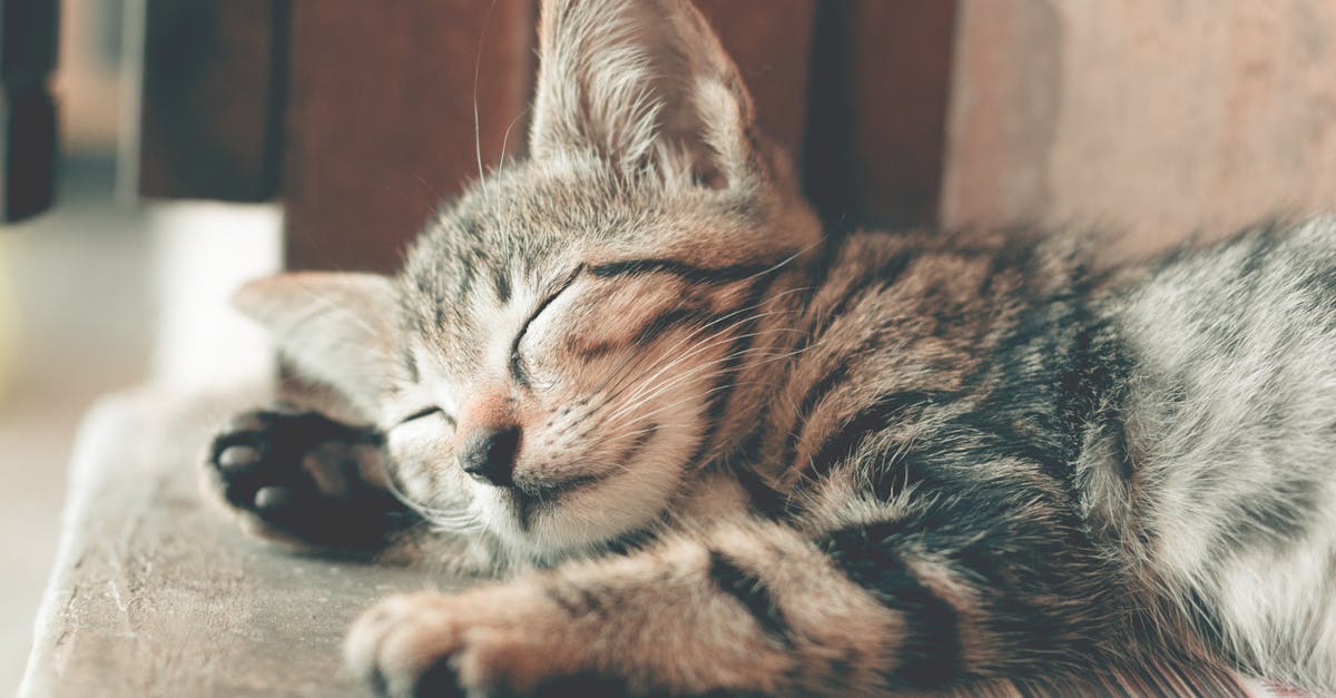 discover effective sleep techniques to improve your rest and rejuvenate your mind and body. explore methods for overcoming insomnia and establishing a calming bedtime routine for better sleep.