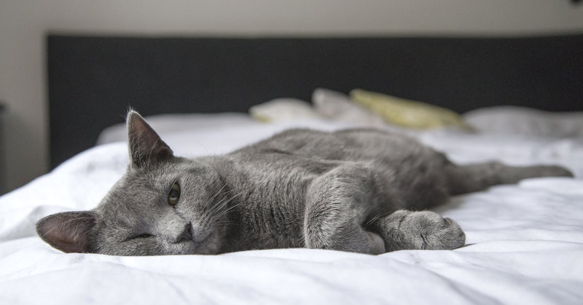 discover effective sleep techniques to improve your restful nights and enhance overall well-being. explore expert tips, relaxation methods, and bedtime routines for better sleep quality.