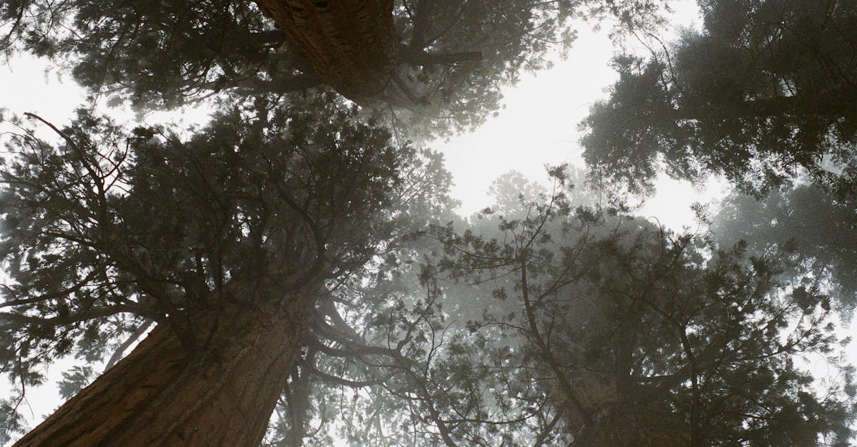 explore the world of vertigo, a dizzying sensation that can impact daily life. discover its causes, symptoms, and effective treatments to regain balance and overcome this intriguing condition.