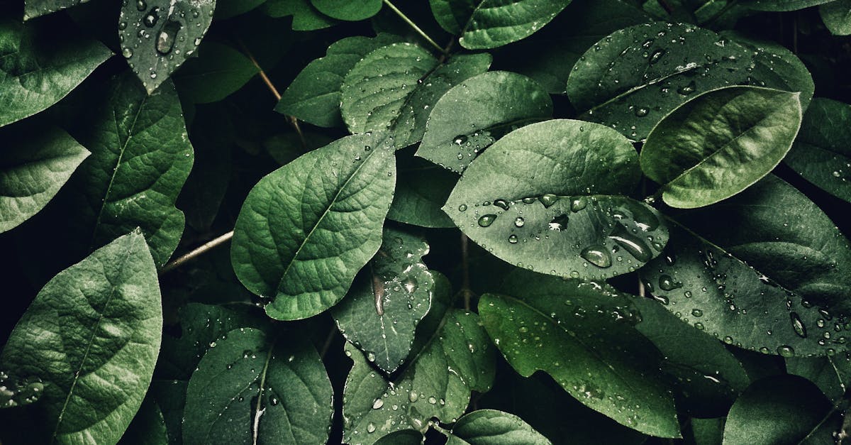 discover the importance of hydration for optimal health. learn tips and tricks to stay hydrated throughout the day and improve your overall well-being.