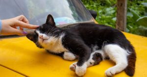 discover effective sleeping strategies to enhance your sleep quality and improve overall well-being. learn tips and techniques for better sleep hygiene, relaxation methods, and lifestyle adjustments that promote restful nights and energized days.