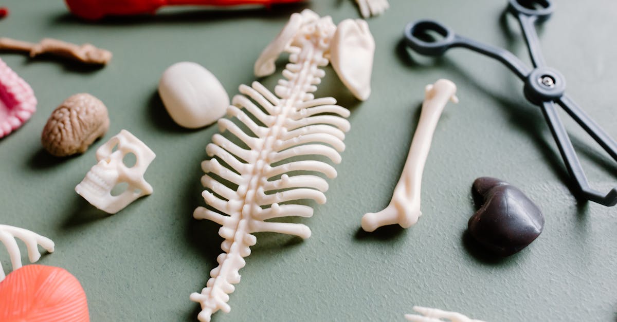 explore the fascinating world of the spine, its vital role in human anatomy, and how it supports our daily movements. discover insights into spinal health, common issues, and tips for maintaining a strong and flexible spine.