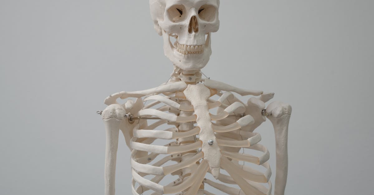 explore the intricate structure and vital functions of the spine, the backbone of human anatomy, essential for support, mobility, and overall health.